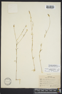 Polygala ambigua image