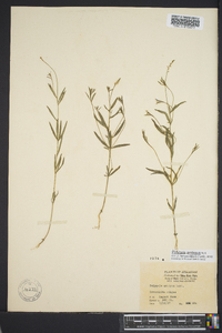 Polygala ambigua image