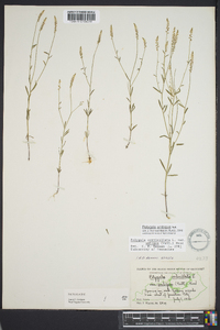 Polygala ambigua image