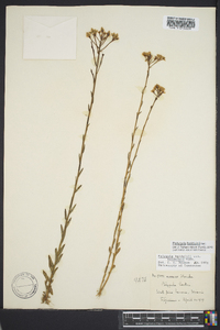 Polygala balduinii image