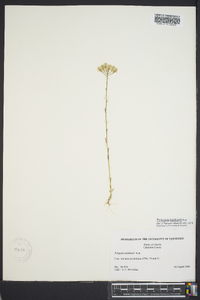 Polygala balduinii image