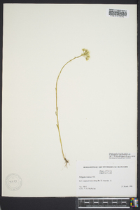 Polygala balduinii image