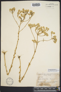 Polygala balduinii image