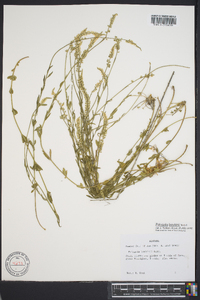 Polygala boykinii image