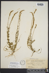 Polygala boykinii image