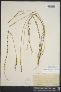 Polygala boykinii image