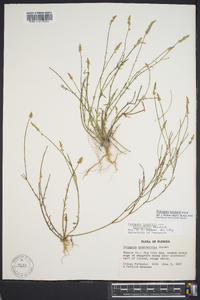 Polygala boykinii image