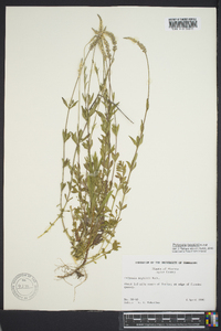 Polygala boykinii image