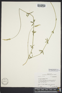 Polygala boykinii image