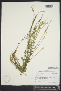 Polygala boykinii image