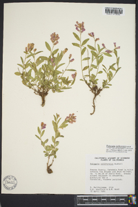 Polygala californica image