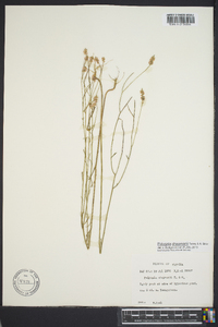 Polygala chapmanii image