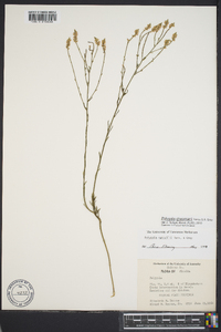 Polygala chapmanii image