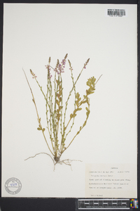 Polygala crenata image