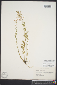 Polygala crenata image