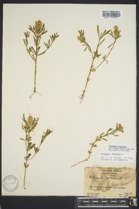 Polygala cruciata image