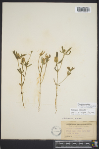 Polygala cruciata image