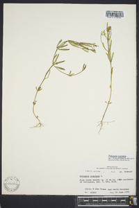 Polygala cruciata image