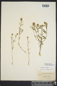 Polygala cruciata image