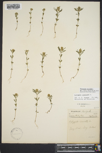 Polygala cruciata image