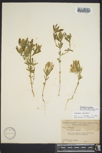 Polygala cruciata image