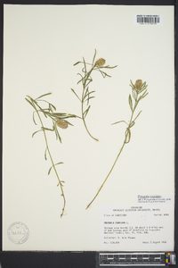 Polygala cruciata image