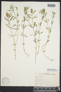 Polygala cruciata image