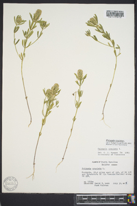 Polygala cruciata image