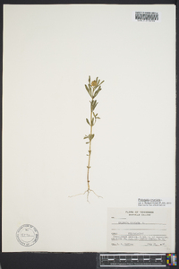 Polygala cruciata image