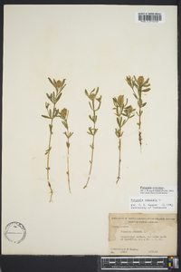 Polygala cruciata image