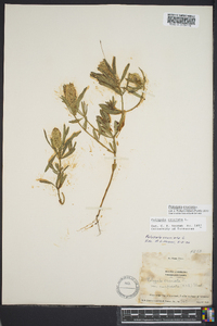 Polygala cruciata image