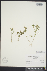 Polygala cruciata image