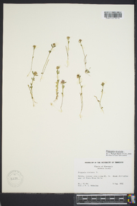 Polygala cruciata image