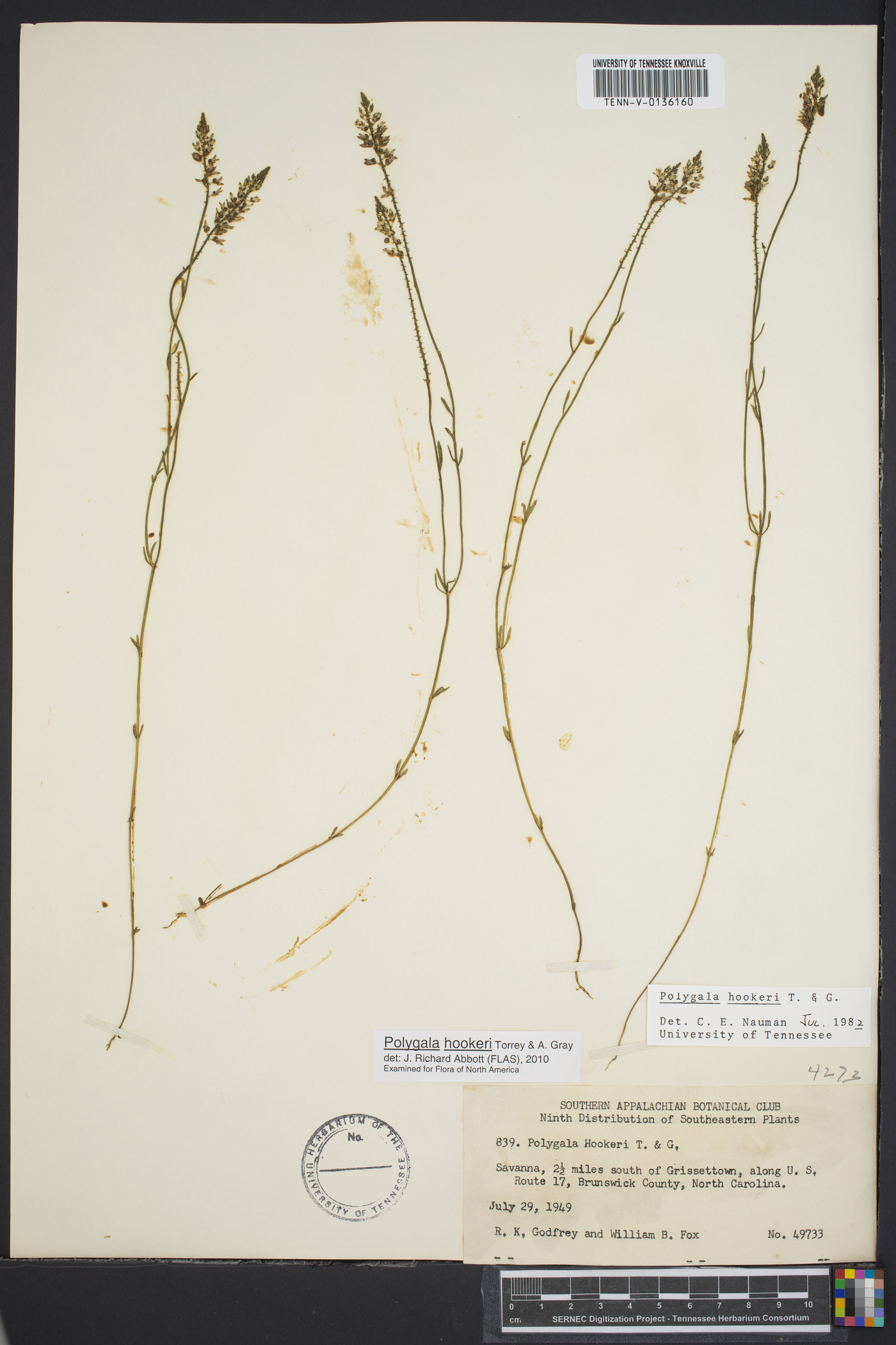 Polygala hookeri image