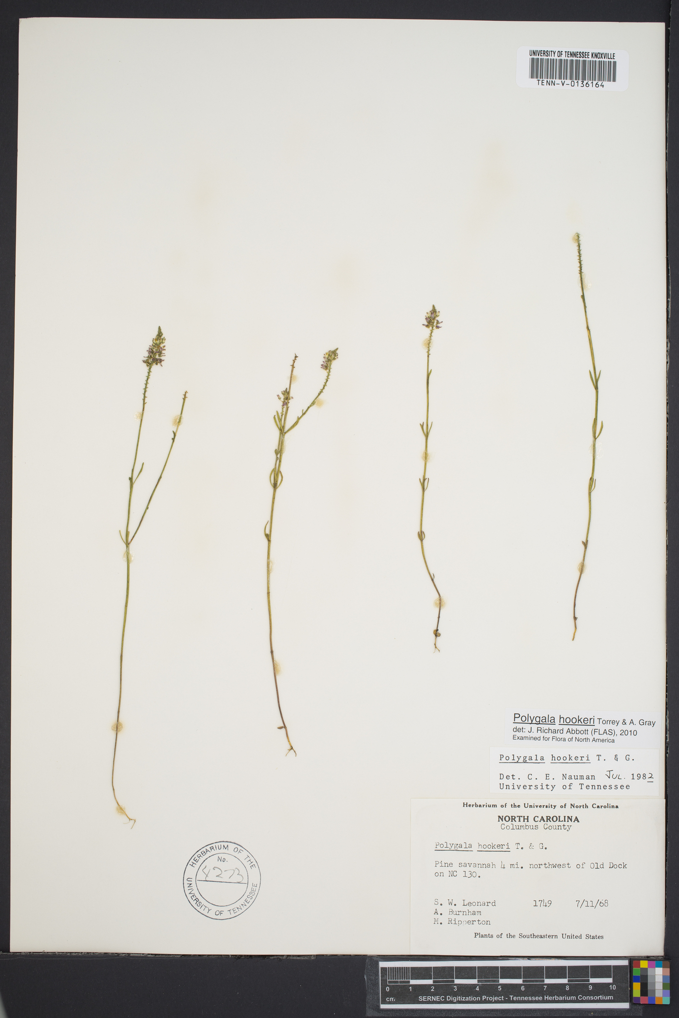 Polygala hookeri image