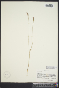 Polygala incarnata image