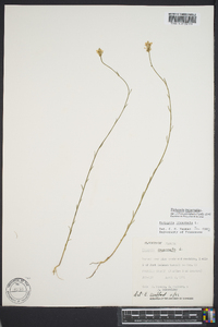 Polygala incarnata image