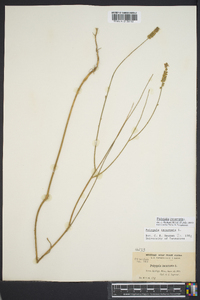 Polygala incarnata image