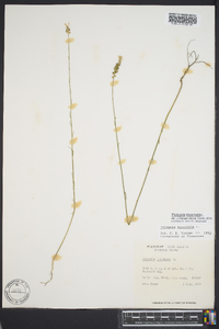 Polygala incarnata image