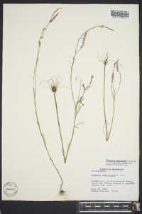 Polygala leptocaulis image