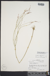 Polygala leptocaulis image