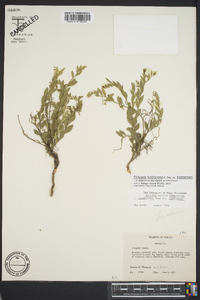 Polygala lindheimeri image