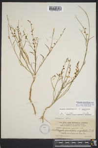 Asemeia grandiflora image