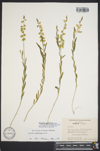 Asemeia grandiflora image