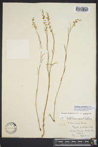 Asemeia grandiflora image