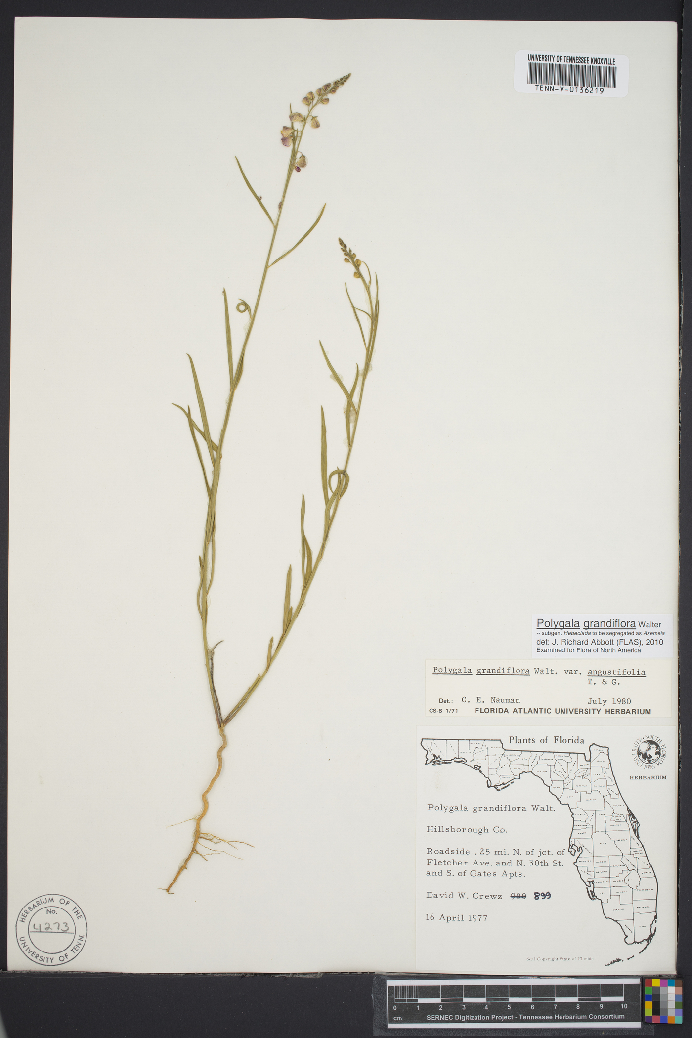 Asemeia grandiflora image