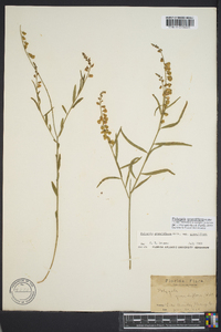 Asemeia grandiflora image