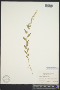 Asemeia grandiflora image