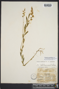 Asemeia grandiflora image