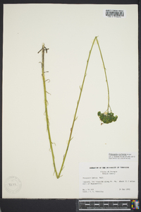 Polygala cymosa image